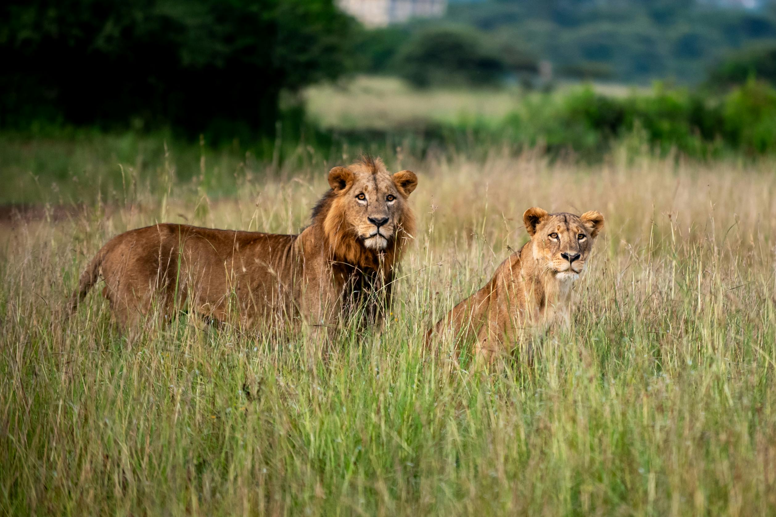Nairobi National Park